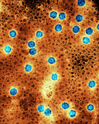 Cauliflower Mosaic Virus Photograph by Science Photo Library