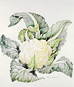 Cauliflower Study, 1993 Wc Photograph by Alison Cooper