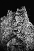 Cave Jellyfish Photograph by Melany Sarafis