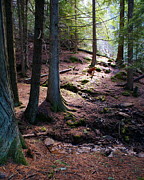 Cedar Peace Photograph by Ben Upham III