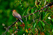 Cedar Waxwing Photograph by Dan Hefle