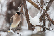 Cedar waxwing in winter Photograph by Jeff Folger