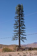 Cellphone Mast Disguised As Tree Photograph by Science Photo Library
