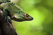 Central American Green Iguana Photograph by Science Photo Library