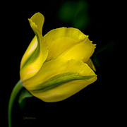 Cheerful Thoughts and Sunshine Photograph by Julie Palencia