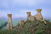 Cheetah Mother And Cubs in Masai Mara Photograph by Yva Momatiuk John Eastcott Cheetah Mother And Cubs in Masai Mara Photograph by Yva Momatiuk John Eastcott