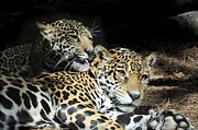 Jaguars lounging and licking Photograph by Bradford Martin Jaguars lounging and licking Photograph by Bradford Martin