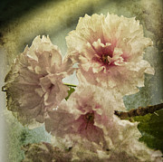 Cherries Jubilee Photograph by Terry Rowe