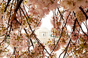 Cherry Blossom Flowers in Washington DC Photograph by Good Focused
