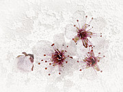 Cherry blossoms close up Photograph by Elena Elisseeva