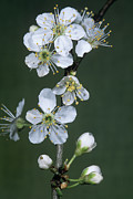 Cherry Plum Blossom (prunus Cerasifera) Photograph by Science Photo Library
