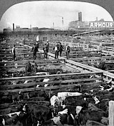 Chicago, Union Stock Yard, 1909 Photograph by Science Source Chicago, Union Stock Yard, 1909 Photograph by Science Source