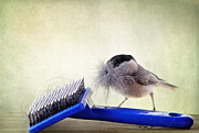 Chickadee at Work Photograph by Trina  Ansel