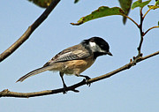 Chickadee Photograph by Jackson Pearson