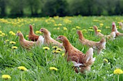 Chickens In A Field Photograph by Science Photo Library