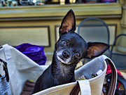 Chihuahua in a bag Photograph by Brenda Kean