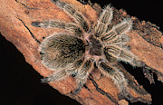 Chilean Rose Tarantula Photograph by Simon D. Pollard