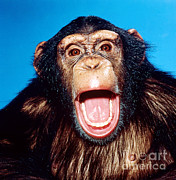 Chimpanzee Portrait Photograph by Toni Angermayer
