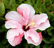 Chinese Hibiscus (hibiscus Rosa Sinensis) Photograph by Science Photo Library