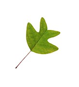 Chinese Tulip Tree Leaf Photograph by Science Photo Library