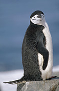 Chinstrap Penguin Half Moon Isl Photograph by Tui De Roy