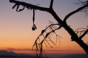 Christmas Branch Photograph by Kathy Paynter