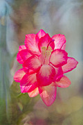Christmas Cactus Bokeh Photograph by Jemmy Archer