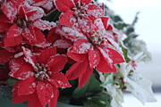 Christmas Poinsettia Flowers Photograph by Valerie Collins