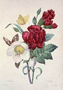Christmas Rose Helleborus Niger Photograph by Science Photo Library