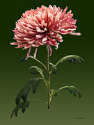 Chrysanthemum Shelbers Photograph by Susan Savad Chrysanthemum Shelbers Photograph by Susan Savad