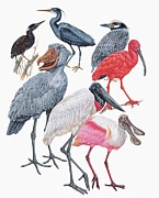 Ciconiiformes Birds Photograph by Science Photo Library