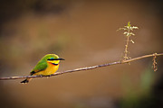 Cinnamon-chested Bee-eater Photograph by Adam Romanowicz