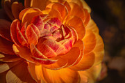 Citrus Beauty Photograph by Ana V Ramirez