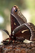 Clem the Moth  by Loni Collins