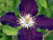 Clematis Black Tea Photograph by Science Photo Library