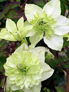 Clematis Florida Alba Pleno Photograph by Science Photo Library