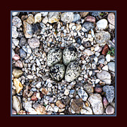 Clever Camoflauge Photograph by Lucy VanSwearingen