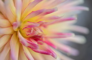 Cliff's Dahlia Photograph by Kathy Paynter