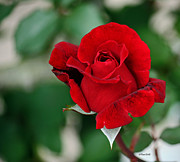 Climbing Don Juan Rose Photograph by Terri Mills