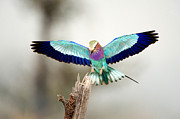 Close-up Of A Lilac-breasted Roller Photograph by Panoramic Images