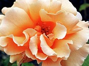 Close-up Of A Rosa Glenfiddich Photograph by Science Photo Library