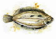 Close Up Of Flat Fish Painting by Ikon Ikon Images