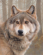 Close Up Of North American Timber Wolf Photograph by Ikon Ikon Images Close Up Of North American Timber Wolf Photograph by Ikon Ikon Images