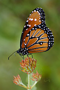 Close-up Pose Photograph by Penny Lisowski