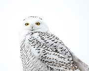 Close Up Snowy Photograph by Cheryl Baxter