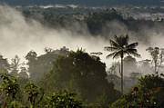 Cloud Forest in the Mist Photograph by Pete Oxford