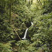 Cloud Forest Waterfall Photograph by Gregory G. Dimijian, M.D. Cloud Forest Waterfall Photograph by Gregory G. Dimijian, M.D.