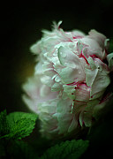 Cloud Shrouded Beauty Photograph by Rebecca Sherman