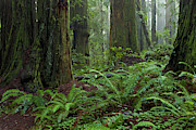 Coast Redwoods And Ferns In Redwood Photograph by Yva Momatiuk and John Eastcott Coast Redwoods And Ferns In Redwood Photograph by Yva Momatiuk and John Eastcott
