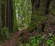 Coast Redwoods and Path Redwood Natl Photograph by Yva Momatiuk John Eastcott Coast Redwoods and Path Redwood Natl Photograph by Yva Momatiuk John Eastcott